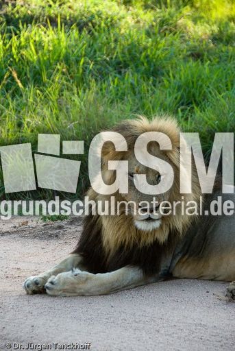 Löwen (30 von 69).jpg